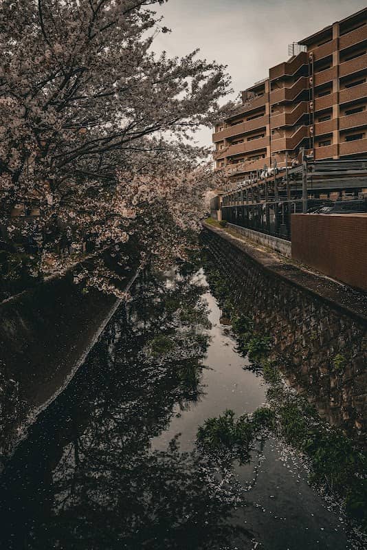 桜の名所 - Image 2