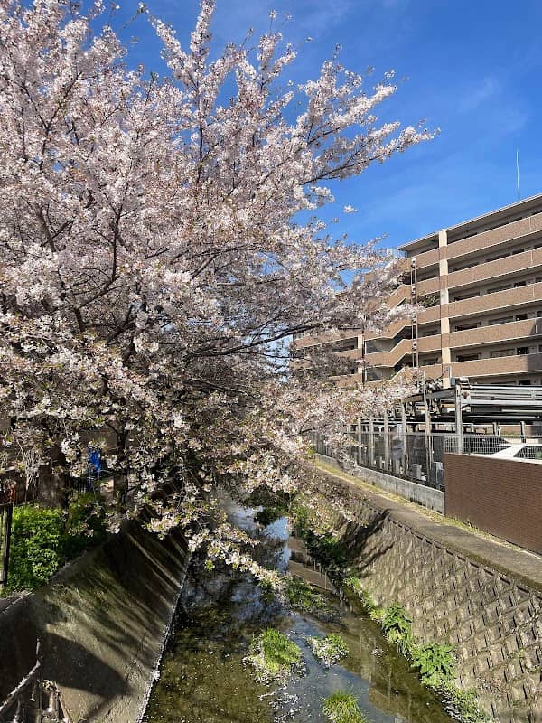 桜の名所 - Image 3