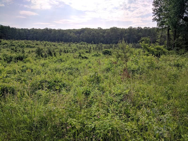 Whitney State Forest - Image 2