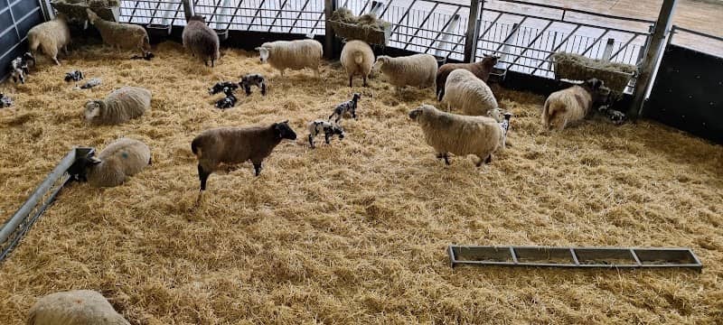 Cannon Hall Farm - Image 2
