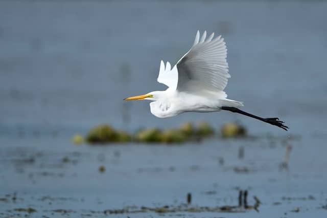 Long Point Birding Trail 6 (Crown Marsh) - Image 2