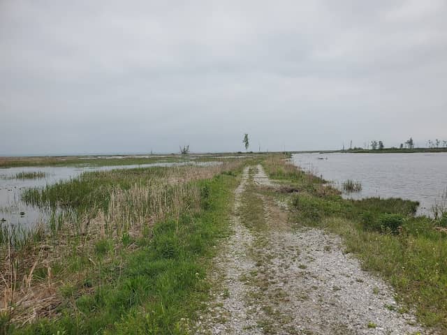 Long Point Birding Trail 6 (Crown Marsh) - Image 3