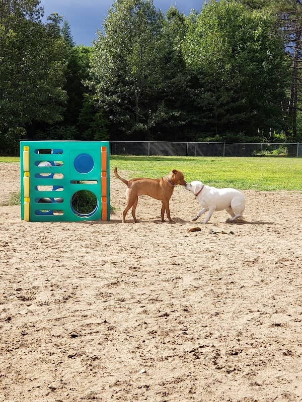 Essex Dog Park - Image 2