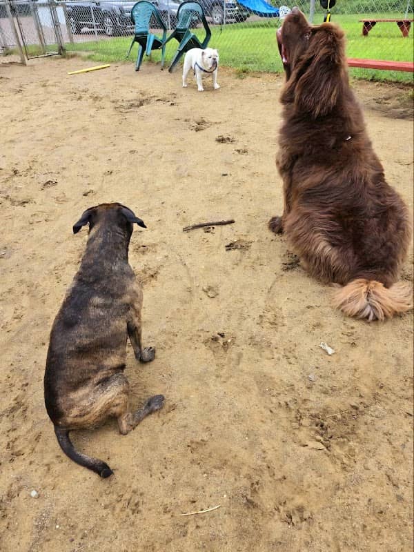 Essex Dog Park - Image 1