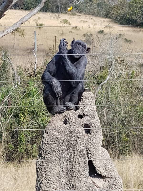 Chimp Eden - Image 1