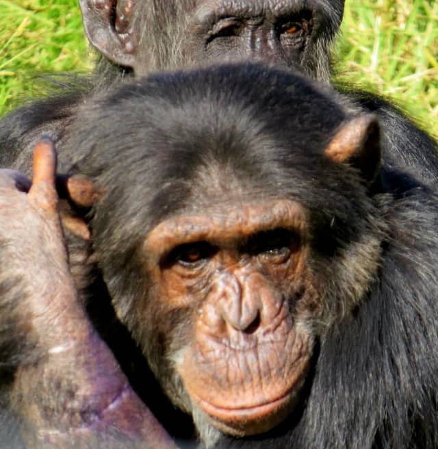 Chimp Eden - Image 3