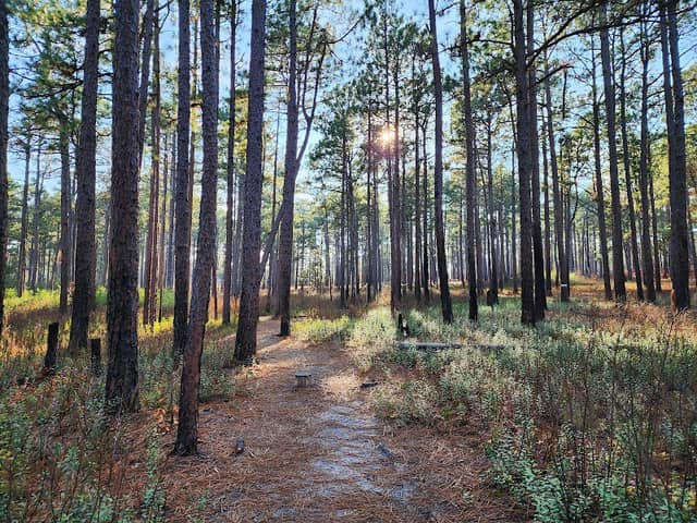 Weymouth Woods - Sandhills Nature Preserve - Image 1