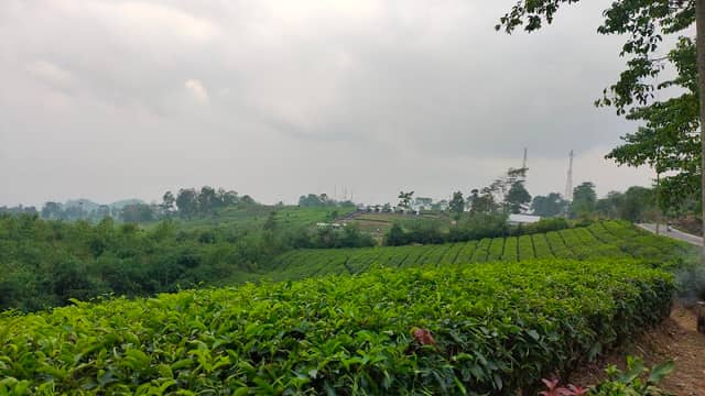 Kebun teh - Image 1