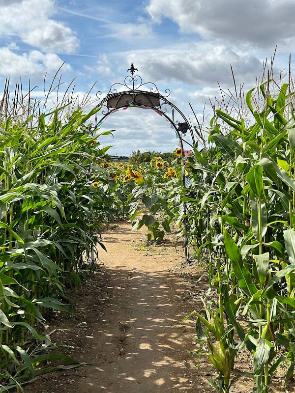 Writtle Maize Maze & Pumpkin Patch Chelmsford - Image 2
