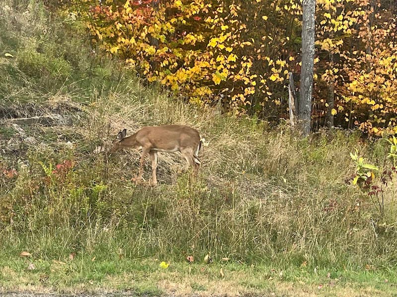 Deers view - Image 1