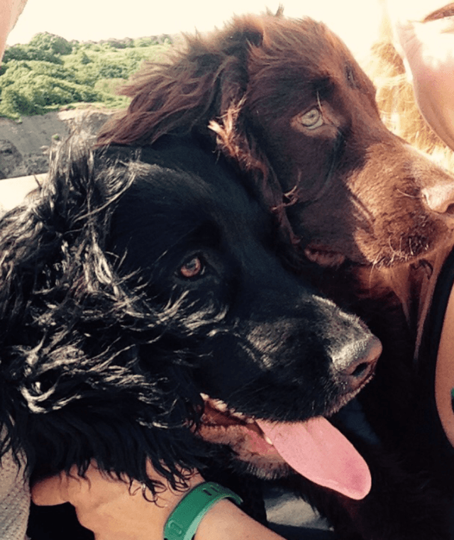 K9 Fun-Time - Image 1