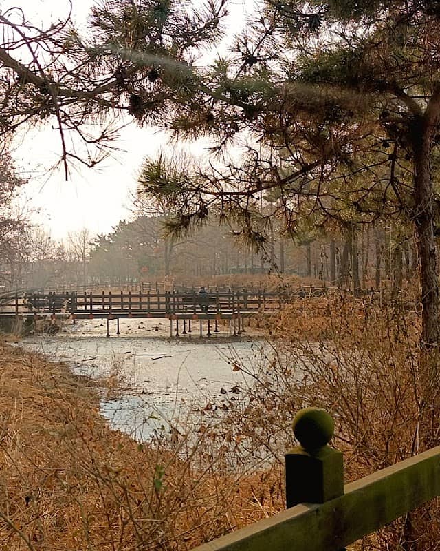 Sebang forest - Image 1