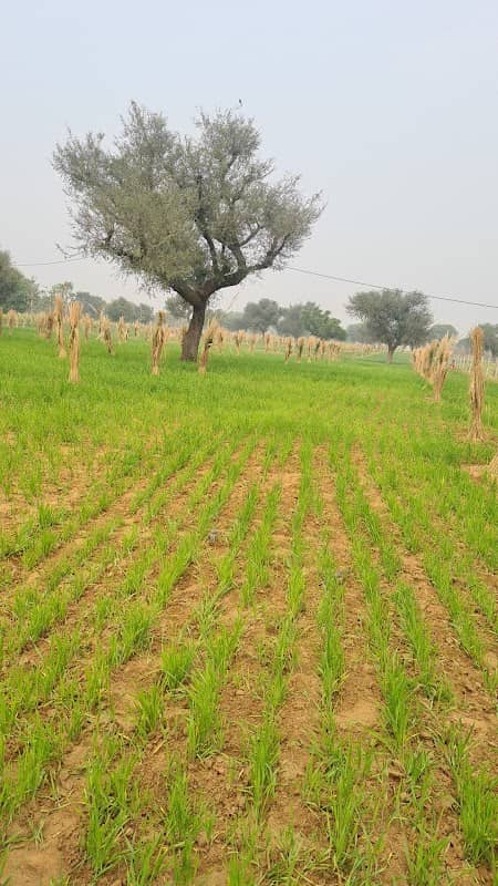 bhargad farm house - Image 1