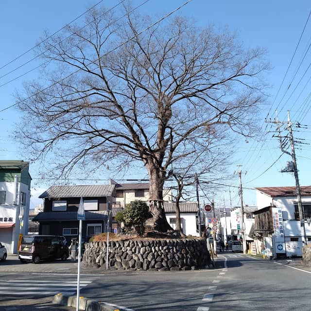 山の神の木(ちちぶまちづくりの木) - Image 1