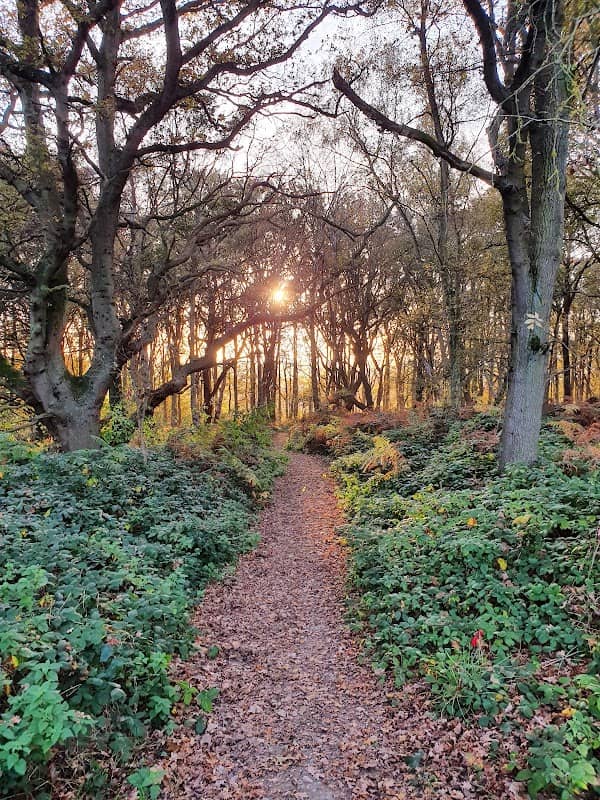 Galleywood Common - Image 2