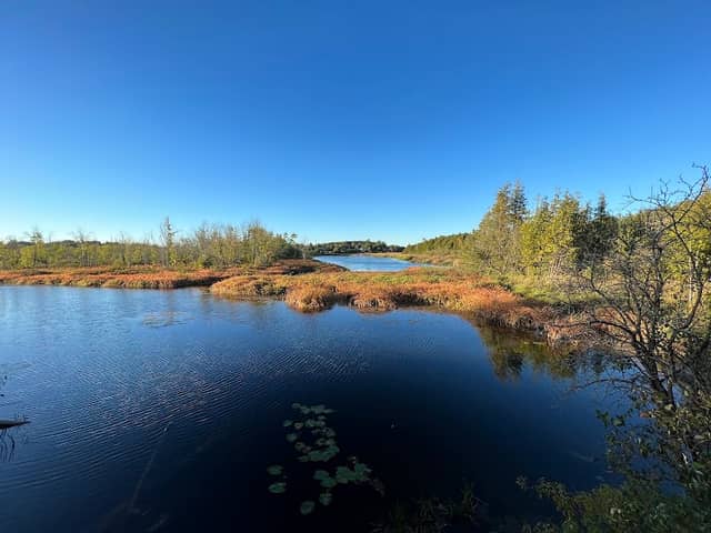 Lily Lake - Image 1