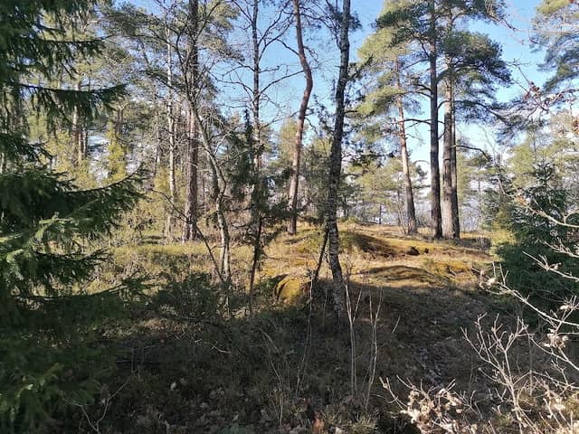 Furuberginpuisto - Image 1