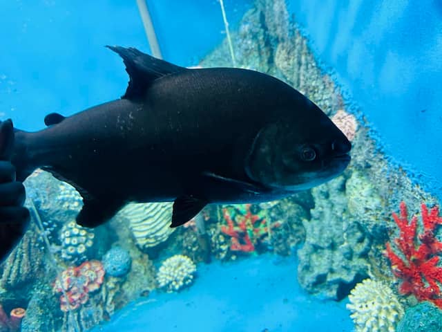 Radiant Fish World - Image 2