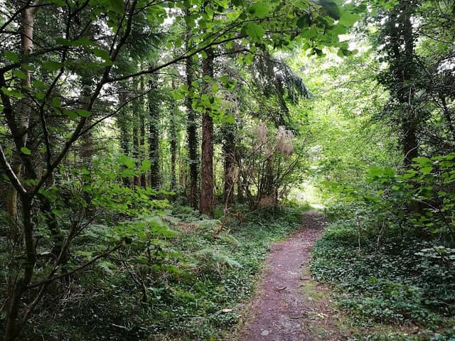 Merlin Park Woods - Image 1