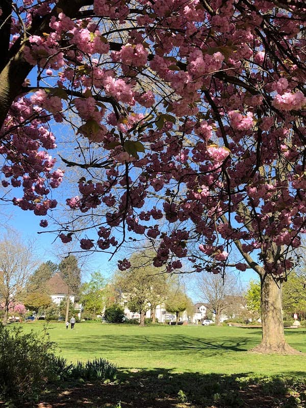 Brackweder Stadt Park - Image 2