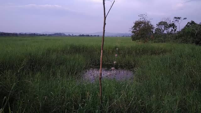 Belimau Wetland Park - Image 1