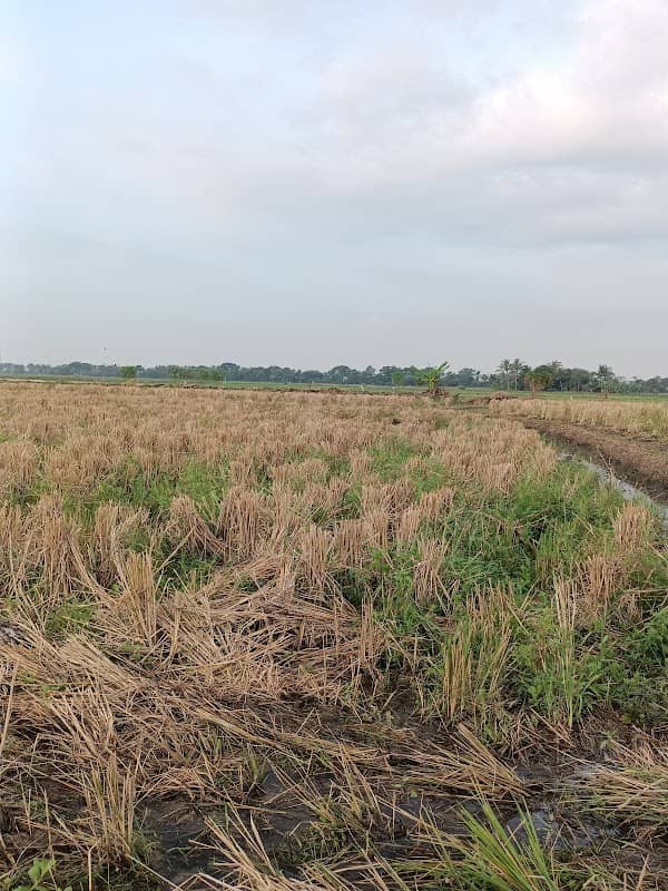 Sawah Hajali - Image 1