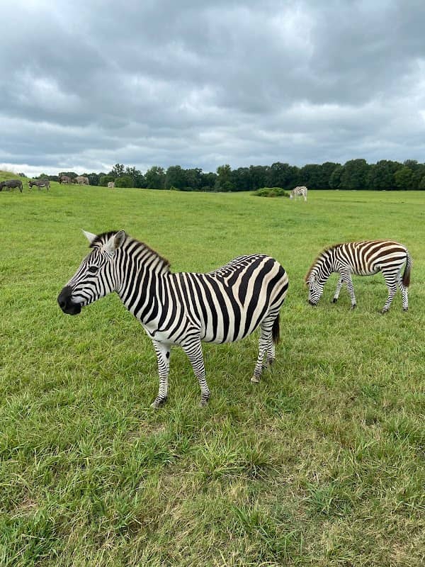 Blue Springs Safari - Image 1