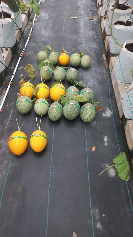 MELONIAL FARM Kebun Melon Hidroponik - Image 2