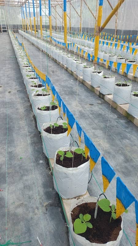 MELONIAL FARM Kebun Melon Hidroponik - Image 1