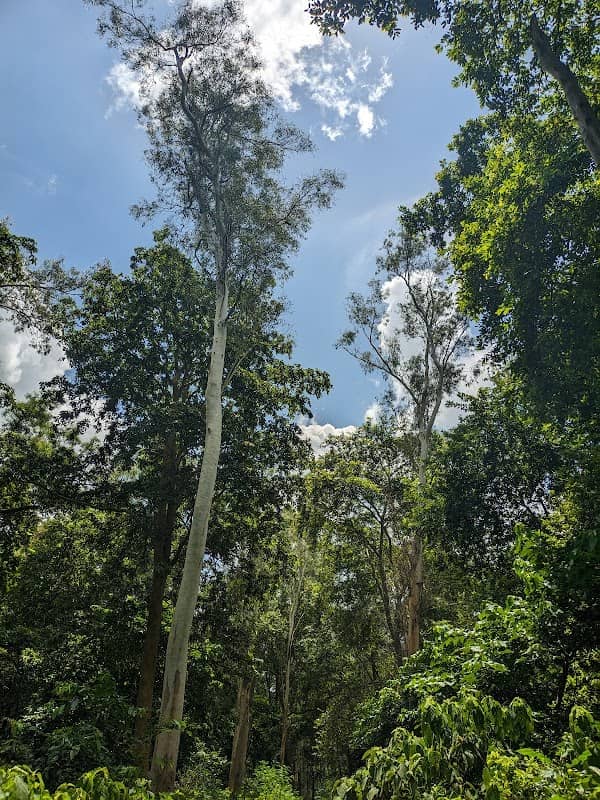 Bahadurpur Forest - Image 2