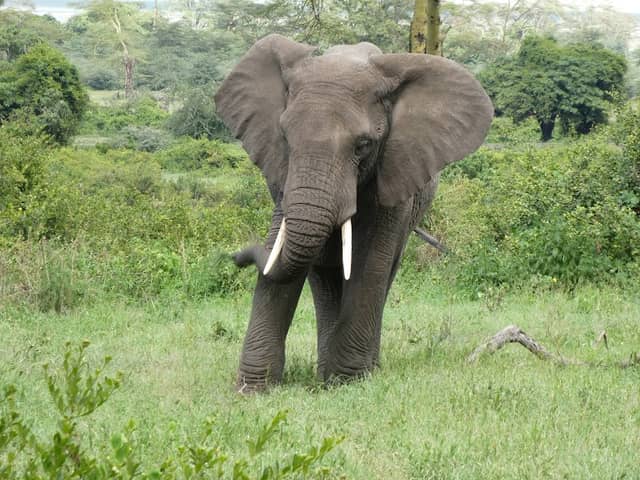 Bright African Safaris - Image 1
