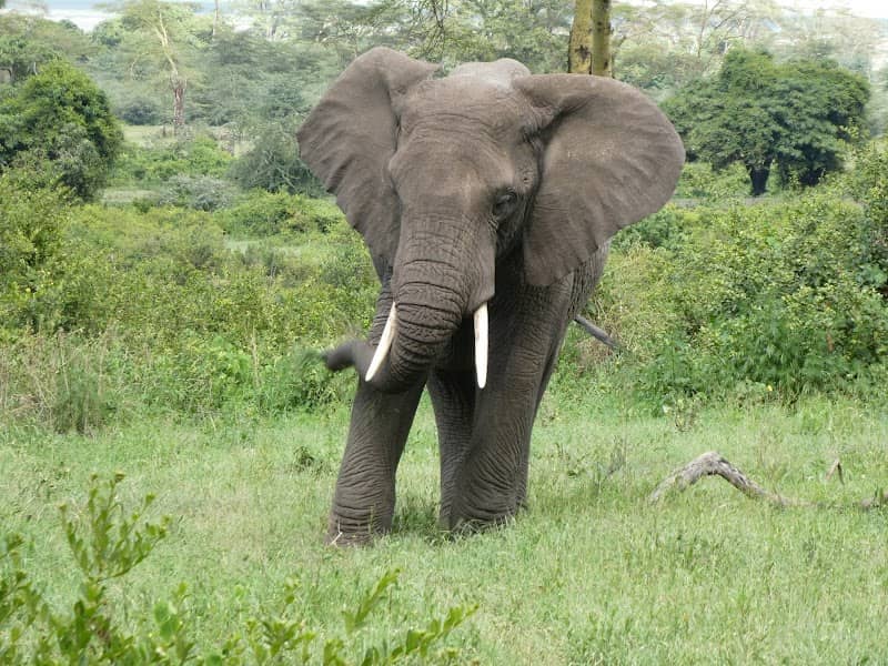 Bright African Safaris - Image 1