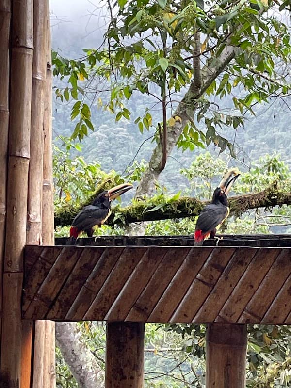 San Jorge Eco-lodge Tandayapa - Hummingbird Sanctuary - Image 3