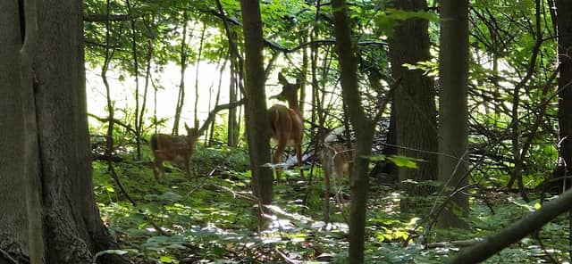 Mont-Saint-Bruno National Park - Image 3