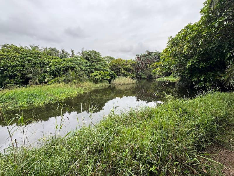 Nkomba Bird Sanctuary (Pennington Conservancy) - Image 1
