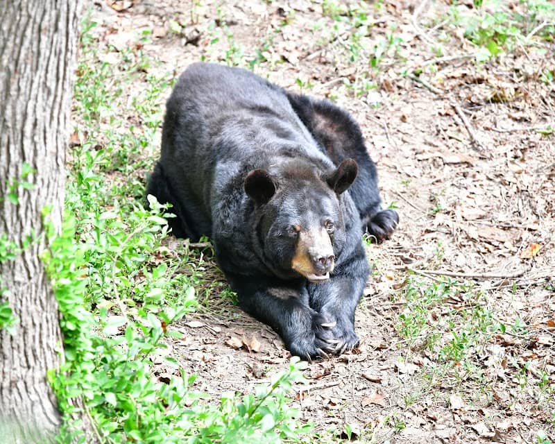 Bear Hollow Wildlife Trail - Image 2
