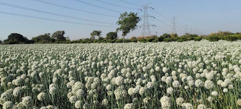 GAIKWAD FARM - Image 1