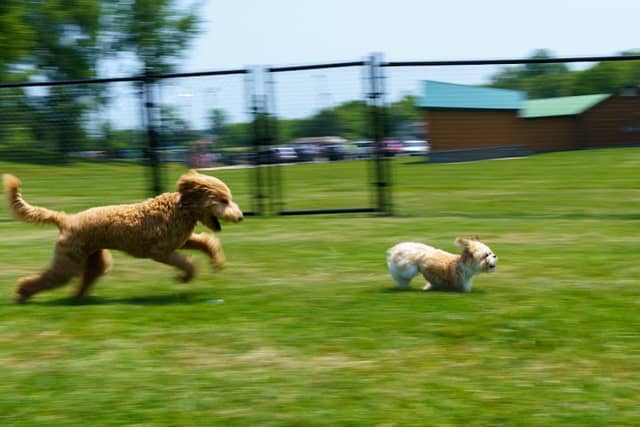Vine Grove Dog Park - Image 1