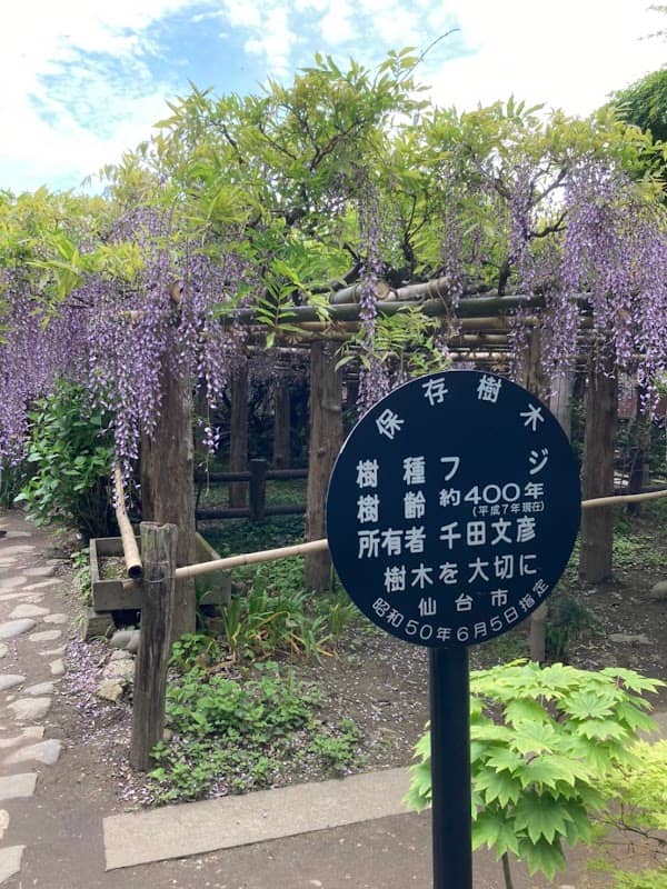 Wisteria of Kohei‑chō - Image 2