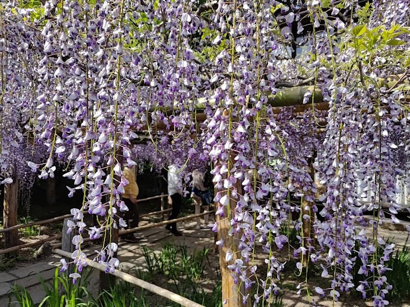 Wisteria of Kohei‑chō - Image 1