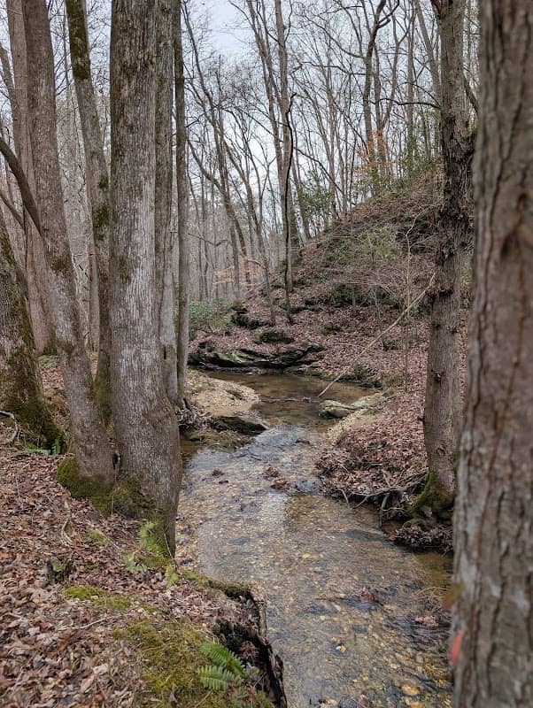 Paulding Forest Wma - Image 2