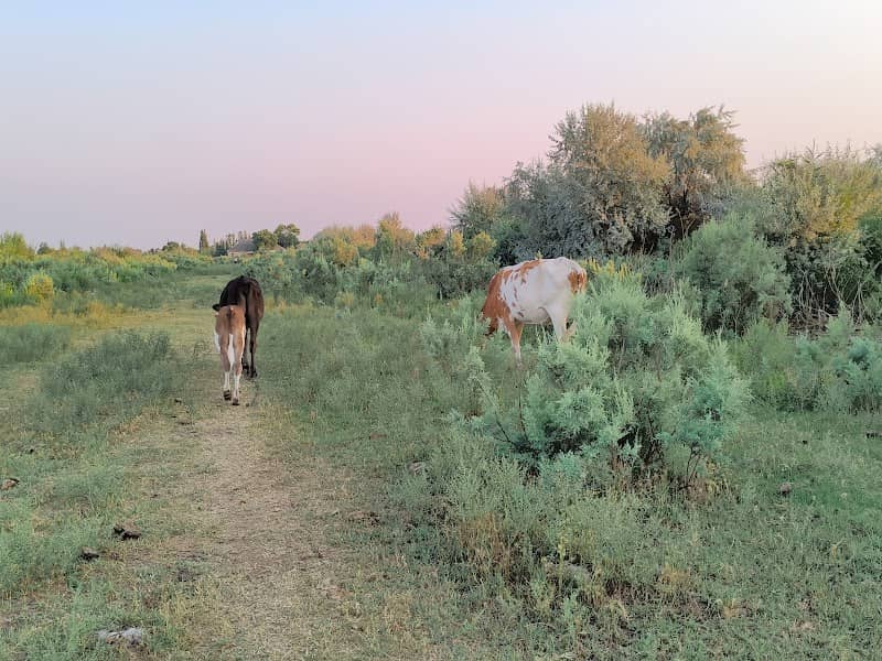 Mirzaobod tumani - Image 1