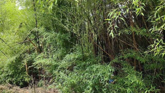 Yatton Park Bamboo Forest - Image 2