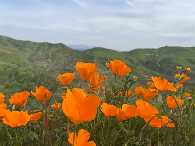 Chino Hills State Park - Image 1