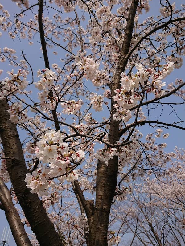 Takao Central Park - Image 2