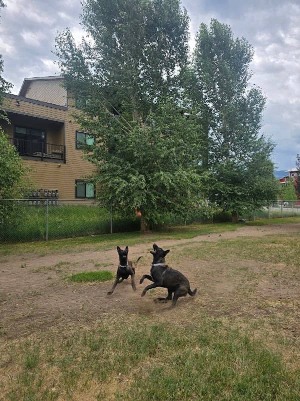 Dog Park - Image 1