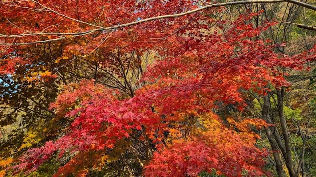 Seonunsan Provincial Park - Image 1
