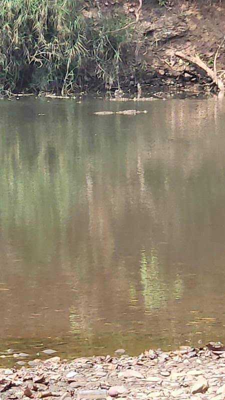 Crocodile Point ,Wafoli - Image 1