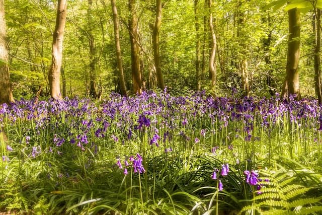 Hem Heath Woods - Image 2