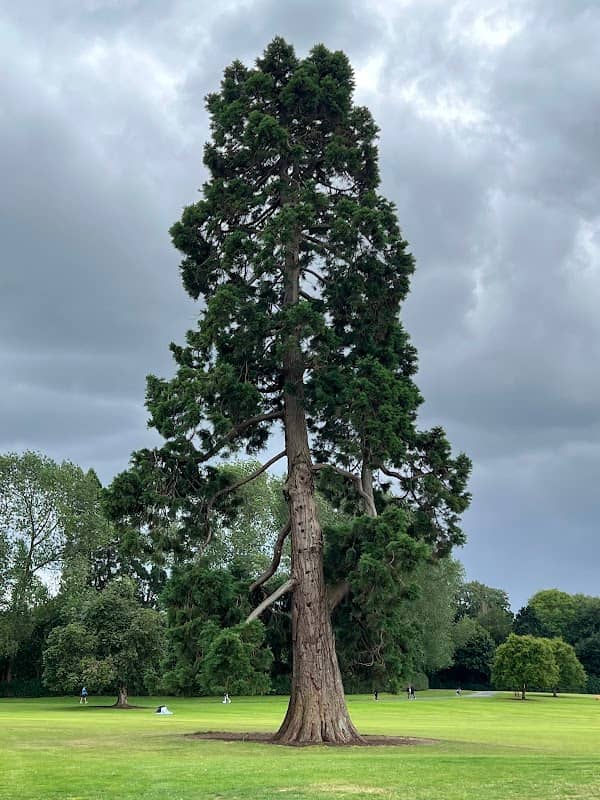 Giant Sequoia - Image 1